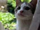 Kittens for Kind Home