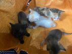 Kittens for a Kind Home