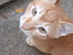 Kittens for Kind Home