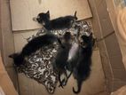 Kittens for Kind Home
