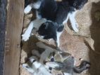 Kittens For Kind Home