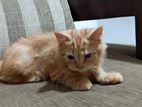 Persian Kittens