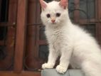 Persian Kittens