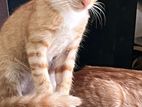 Kittens for Kind Home