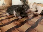 Kittens for Kind Home
