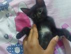 Kittens for Kind Home