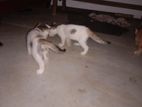 Kittens for Kind Home