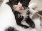 Kittens for Kind Home