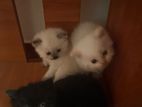 Persian Kittens