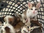 Kittens