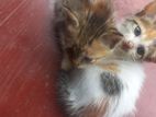 Kittens for Kind Home