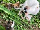 Kittens for a Kind Home