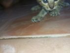 Kittens for Kind Home