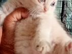 Kittens