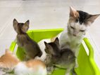 Kittens for Kind Home