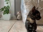 Kittens for Kind Home