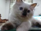 Persian Kitten