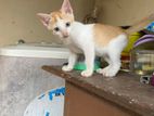 Kittens