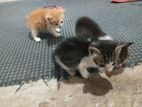 Kittens for Kind Homes