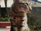 Kittens For Kind Home
