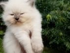 Himalayan Kittens