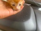 Kittens for Kind Homes