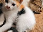 Kittens Kind for Home