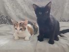 Kittens to kind homes