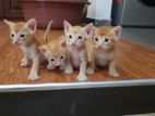 Kittens from A Kind Home