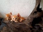 Kittens from A Kind Home