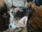 kittens looking for a kind home