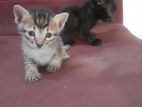 Kittens for Kind Home