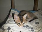 Kittens Looking for A Kind Home