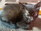 Kittens Looking For Home