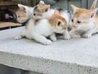 Kittens for Kind Home