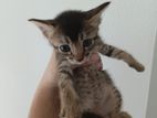 Kittens Looking for A Kind Home