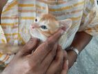 Kittens Looking for A Kind Home