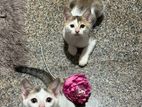 Kittens for Kind Home