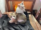 Kittens for Kind Home