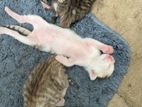 Kittens needs Home