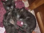 Kittens Persian