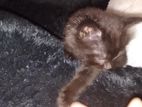 Kittens Persian