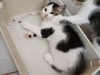 Kittens Persian mix