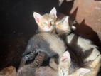 Kittens for kind home