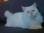 Kittu