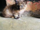 Persian Kitten