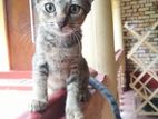 kitty for kind home