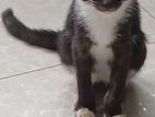 Kittens for Kind Home