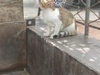 Kitty for Kind Home