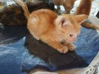 Kitty for Kind Home